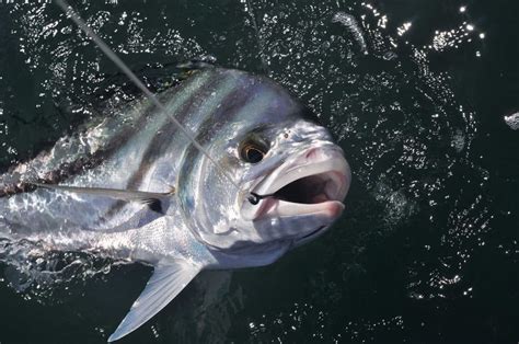 Where and How to Catch Trophy Roosterfish .